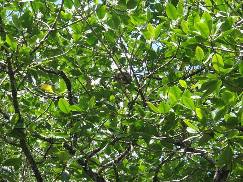 Cryptelytrops purpureomaculatus